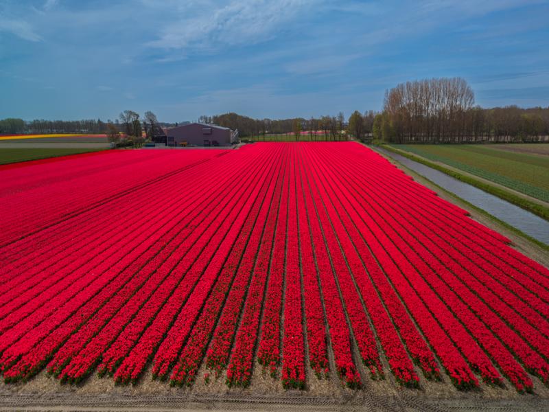 Flower fields around Lisse